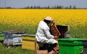 Arıcılık ve arı ürünlerinin üretimi, işlenmesi ve pazarlanması