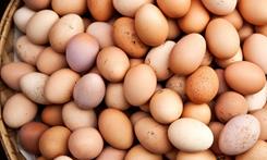 Yumurta Üreten Tarımsal İşletmeler